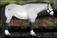 Horse Color:Bay Chinchilla 