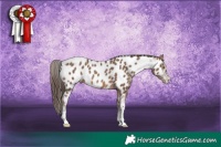 Horse Color:White Spotted Sable Champagne Tobiano Appaloosa