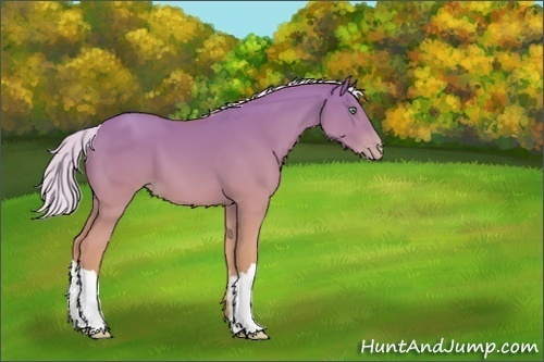 Horse Color:Silver Amber Cream Champagne Dun 