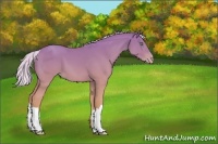 Horse Color:Silver Amber Cream Champagne Dun