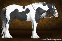 Horse Color:Black Splash Tobiano 