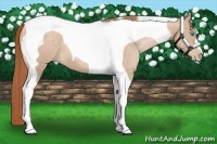 Horse Color:Buckskin Pearl Tobiano