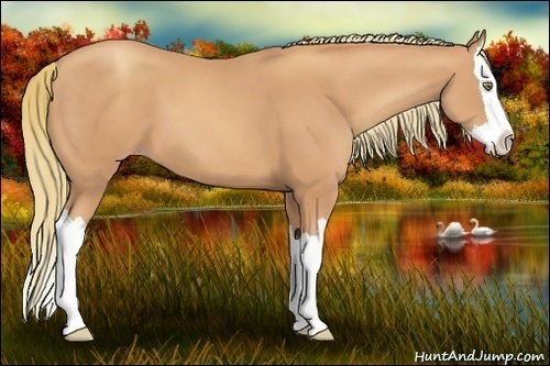 Horse Color:Gold Champagne Splash
