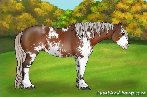 Horse Color:Silver Brown Sabino