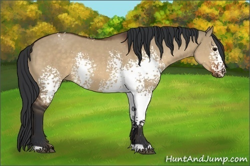 Horse Color:White Spotted Brown Dun