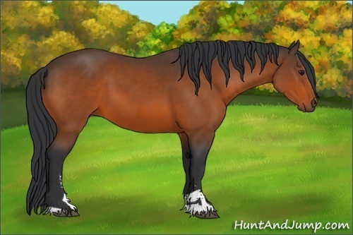 Horse Color:Brown Sabino 