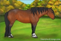 Horse Color:Brown Sabino