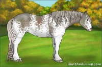 Horse Color:White Spotted Silver Black Sabino