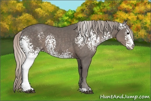 Horse Color:White Spotted Silver Black Rabicano 