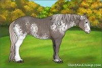Horse Color:White Spotted Silver Black Rabicano