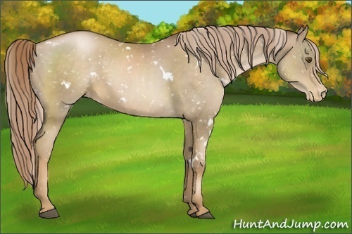 Horse Color:White Spotted Liver Chestnut Pearl Appaloosa 