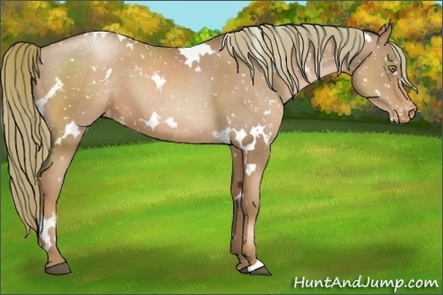 Horse Color:White Spotted Liver Chestnut Pearl Appaloosa 