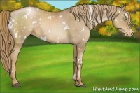 Horse Color:White Spotted Liver Chestnut Pearl Appaloosa