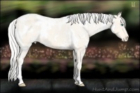 Horse Color:White Spotted Silver Perlino Appaloosa 