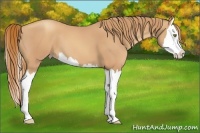Horse Color:Gold Champagne Splash 