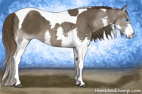 Horse Color:Liver Chestnut Splash Tobiano