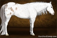 Horse Color:Bay Ice Dun Appaloosa