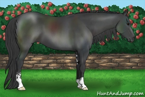 Horse Color:Black Sabino 