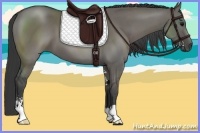 Horse Color:Grullo Sabino