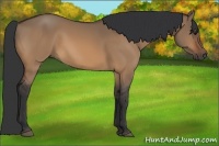Horse Color:Bay Dun