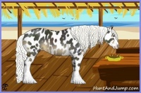 Horse Color:Liver Chestnut Splash Appaloosa 