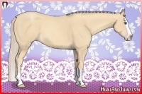 Horse Color:Gold Cream Champagne Splash