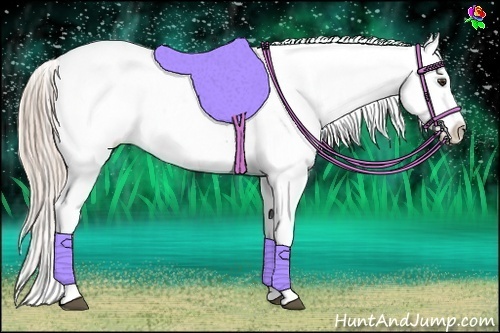 Horse Color:Palomino Appaloosa 