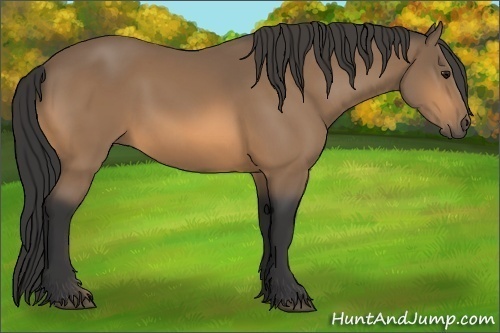 Horse Color:Buckskin 