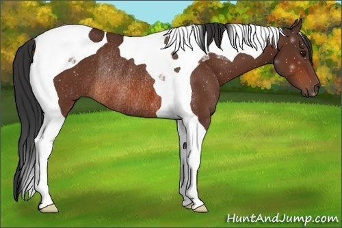 Horse Color:Bay Tobiano Rabicano 