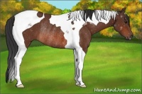 Horse Color:Bay Tobiano Rabicano 
