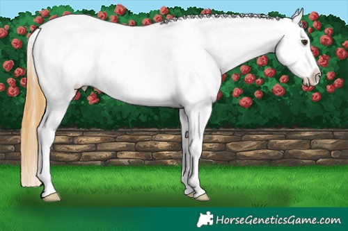 Horse Color:Buckskin Dun Varnish 