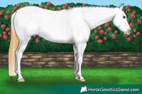 Horse Color:Buckskin Dun Varnish 