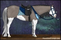 Horse Color:Grullo Splash 