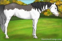 Horse Color:Smoky Grullo Sabino Splash 