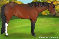 Horse Color:Brown 