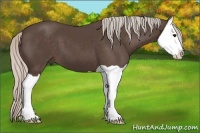 Horse Color:Silver Black Splash 