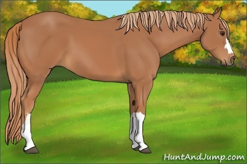 Horse Color:Chestnut 