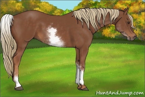 Horse Color:White Spotted Chestnut Sabino