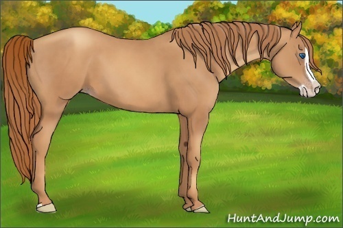 Horse Color:Gold Champagne Splash 