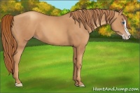 Horse Color:Gold Champagne Splash 