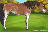Horse Color:White Spotted Bay Varnish 