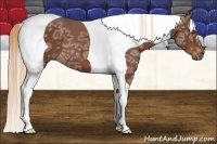 Horse Color:Chestnut Ice Tobiano 