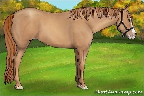 Horse Color:Gold Champagne Splash 