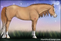 Horse Color:Gold Champagne Splash 