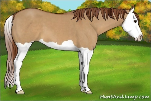 Horse Color:Red Dun Splash