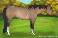 Horse Color:Brown Dun Rabicano