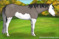 Horse Color:Grullo Splash 
