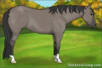 Horse Color:Grullo 