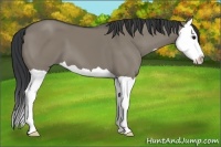Horse Color:Grullo Splash