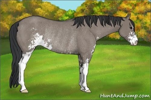 Horse Color:Grullo Sabino Rabicano